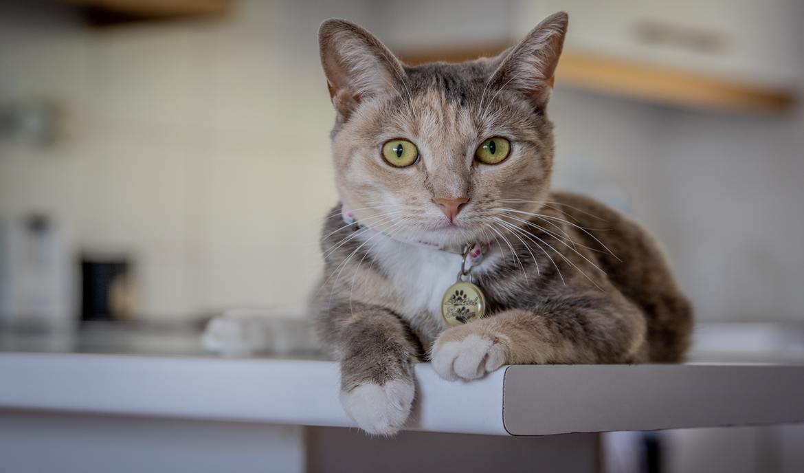 Anämie (Blutarmut) bei Katzen: Formen, Ursachen und Behandlung
